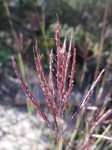 Bothriochloa spp.